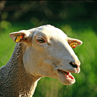 Sheep bleating
